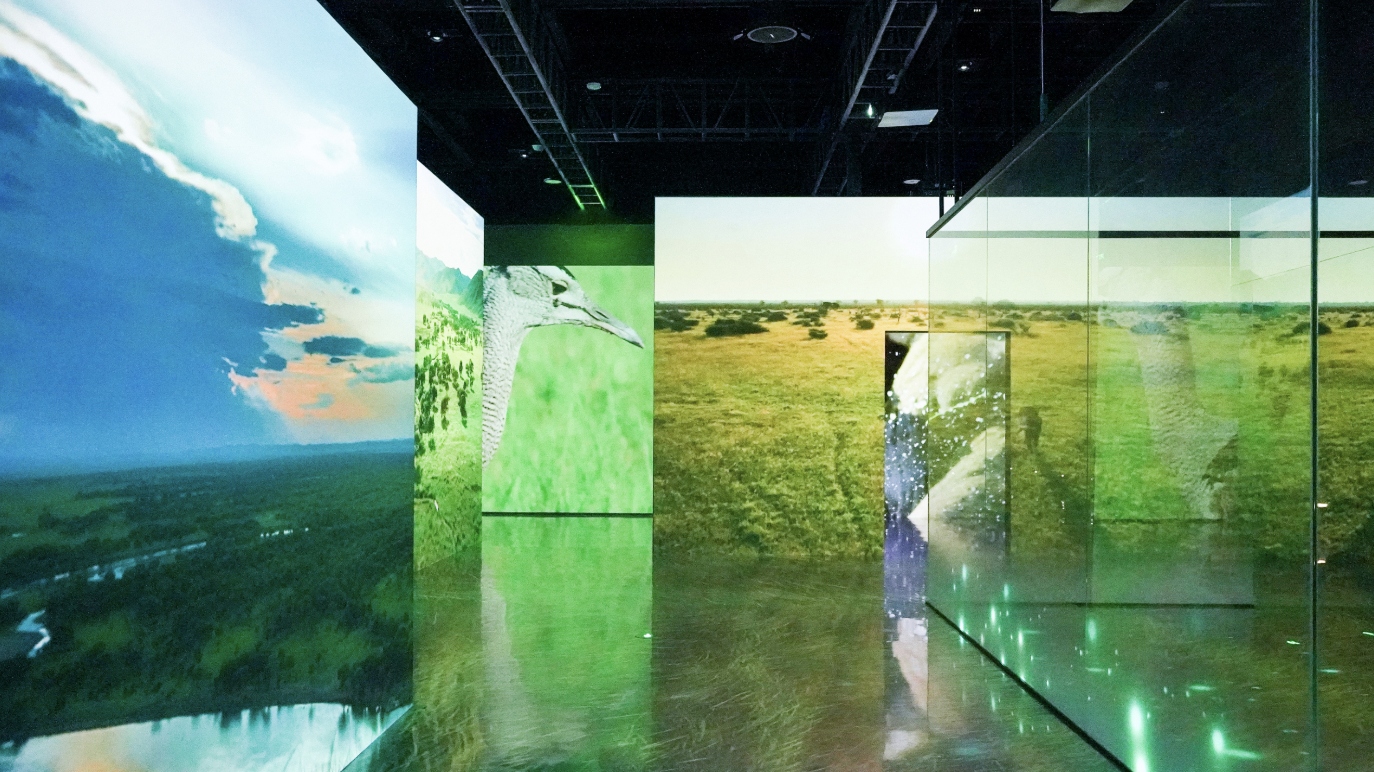 来展馆看世界！BBC EARTH极地生灵数字影像展在蓉开幕