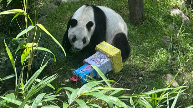 海外现存最长寿大熊猫“欣欣”在墨西哥城迎来35岁生日