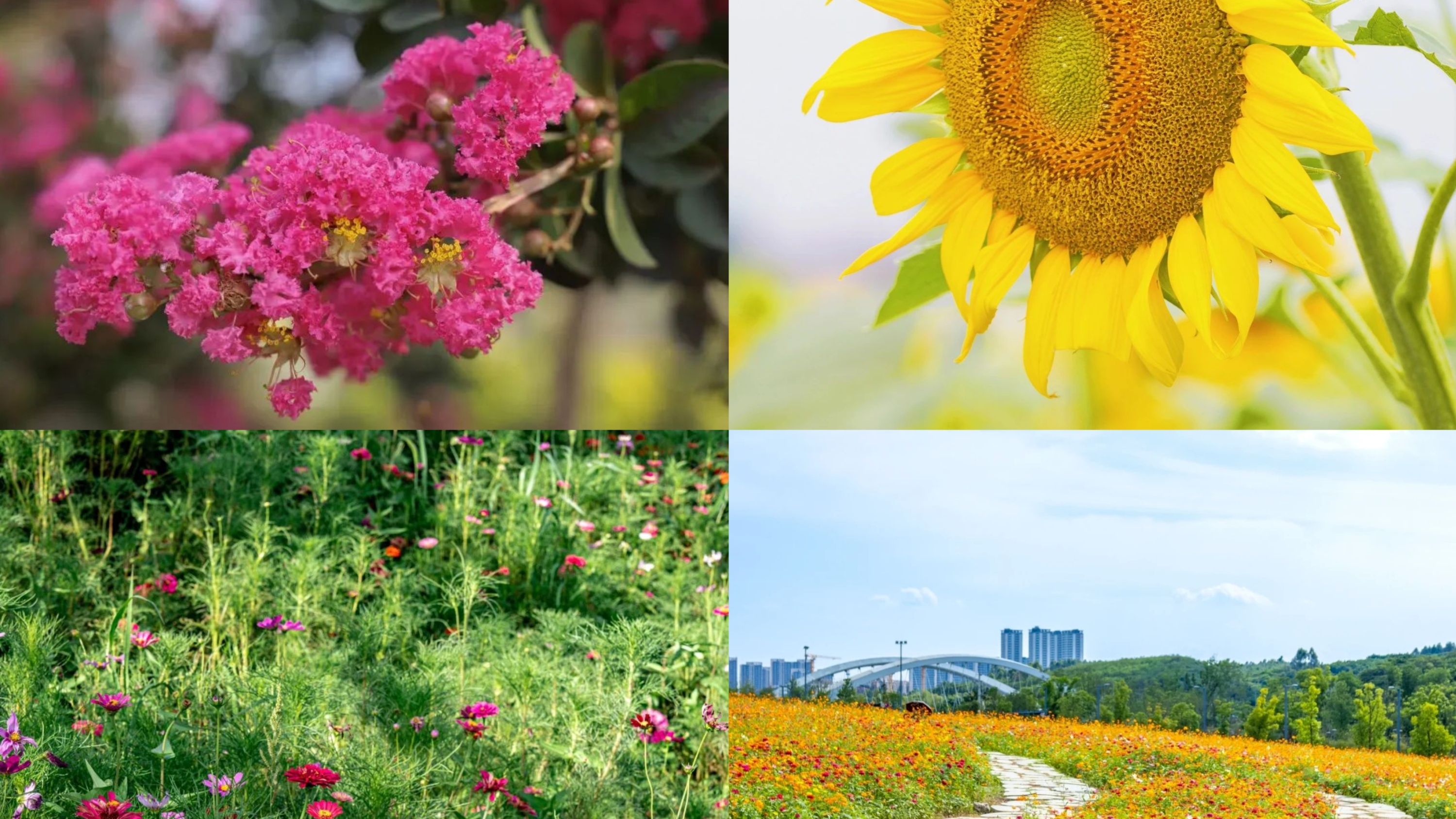 刷爆朋友圈！紫薇、向日葵、格桑花开了…成都7月“花样”打卡指南