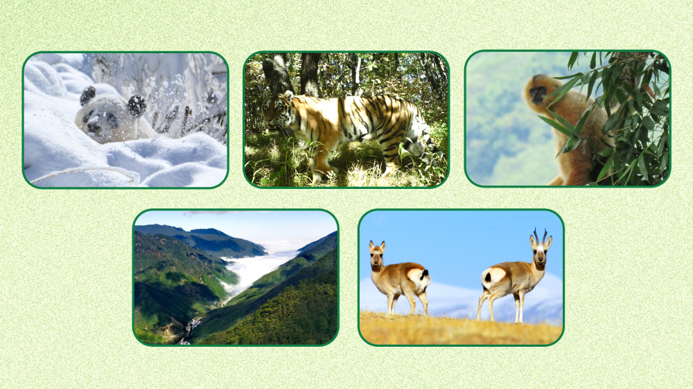 首批5个国家公园全部完成确权登记