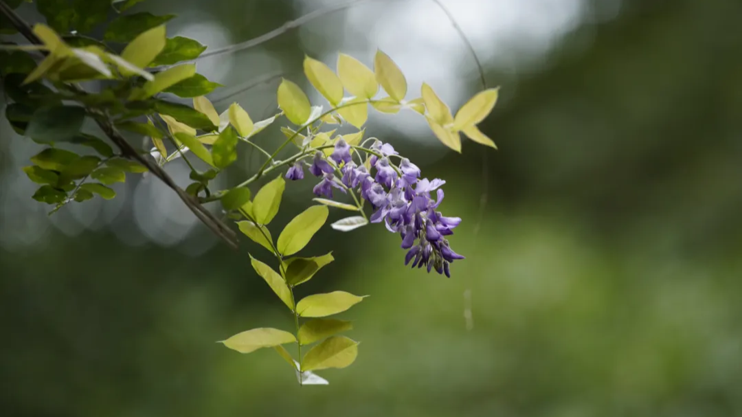 极为罕见！新都五百年“藤王”花开二度 与荷花同期绽放
