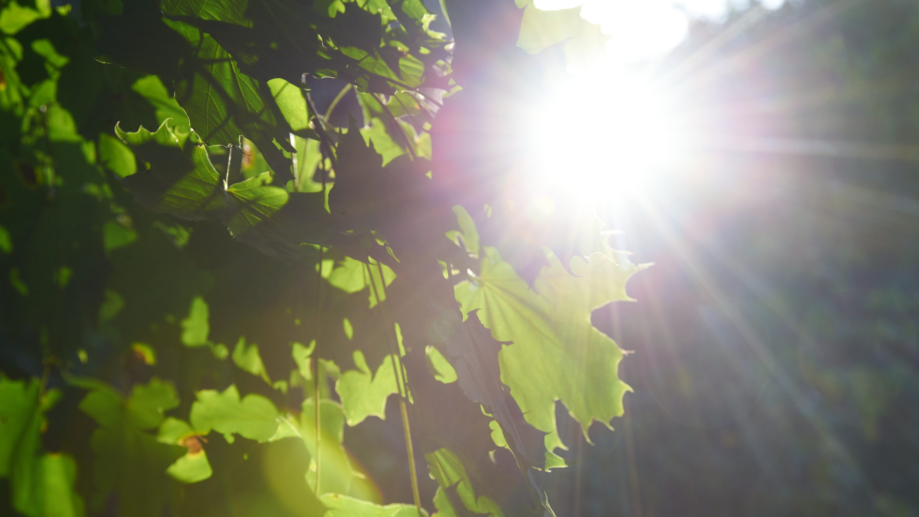 出伏暑未消！今年三伏为史上第二热 8月下旬成都气温较同期偏高
