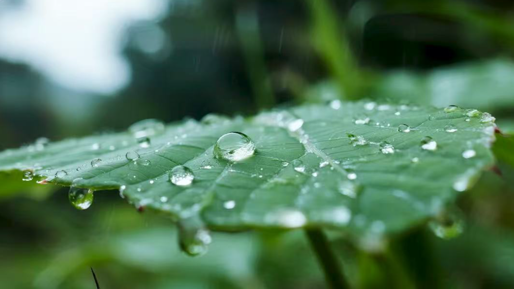 成都发布暴雨蓝色预警 预计今明两天有明显阵雨或雷雨