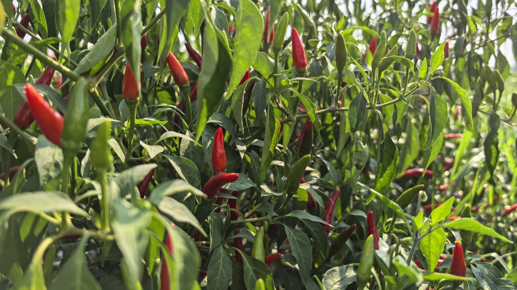 比小米辣还要辣10多倍 工业辣椒在金堂试种成功