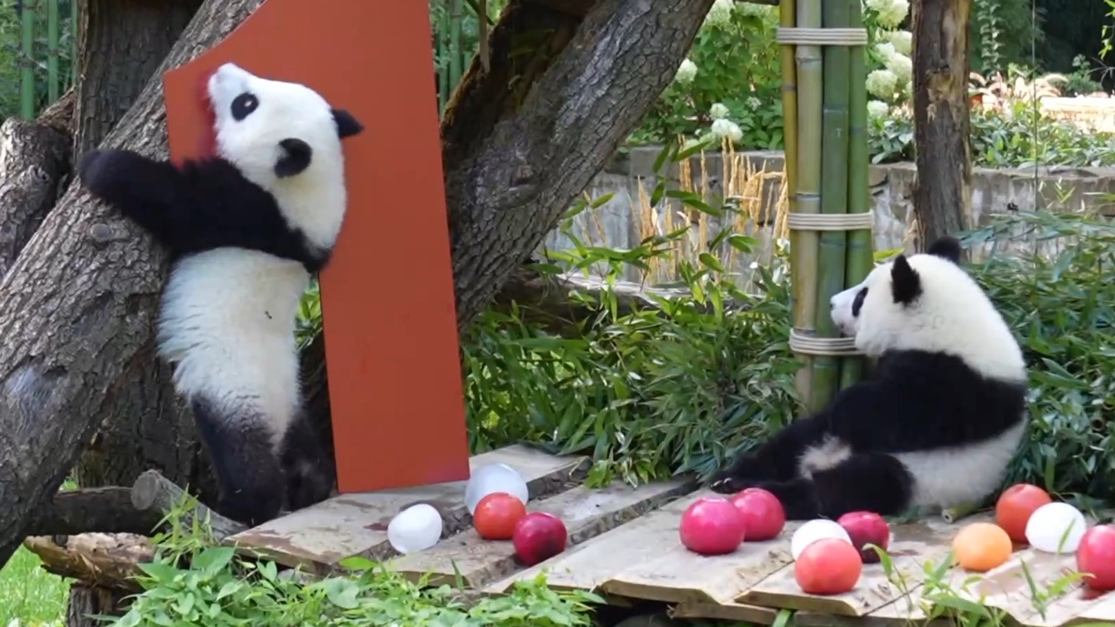 旅德大熊猫双胞胎“梦好”“梦甜”一岁啦！