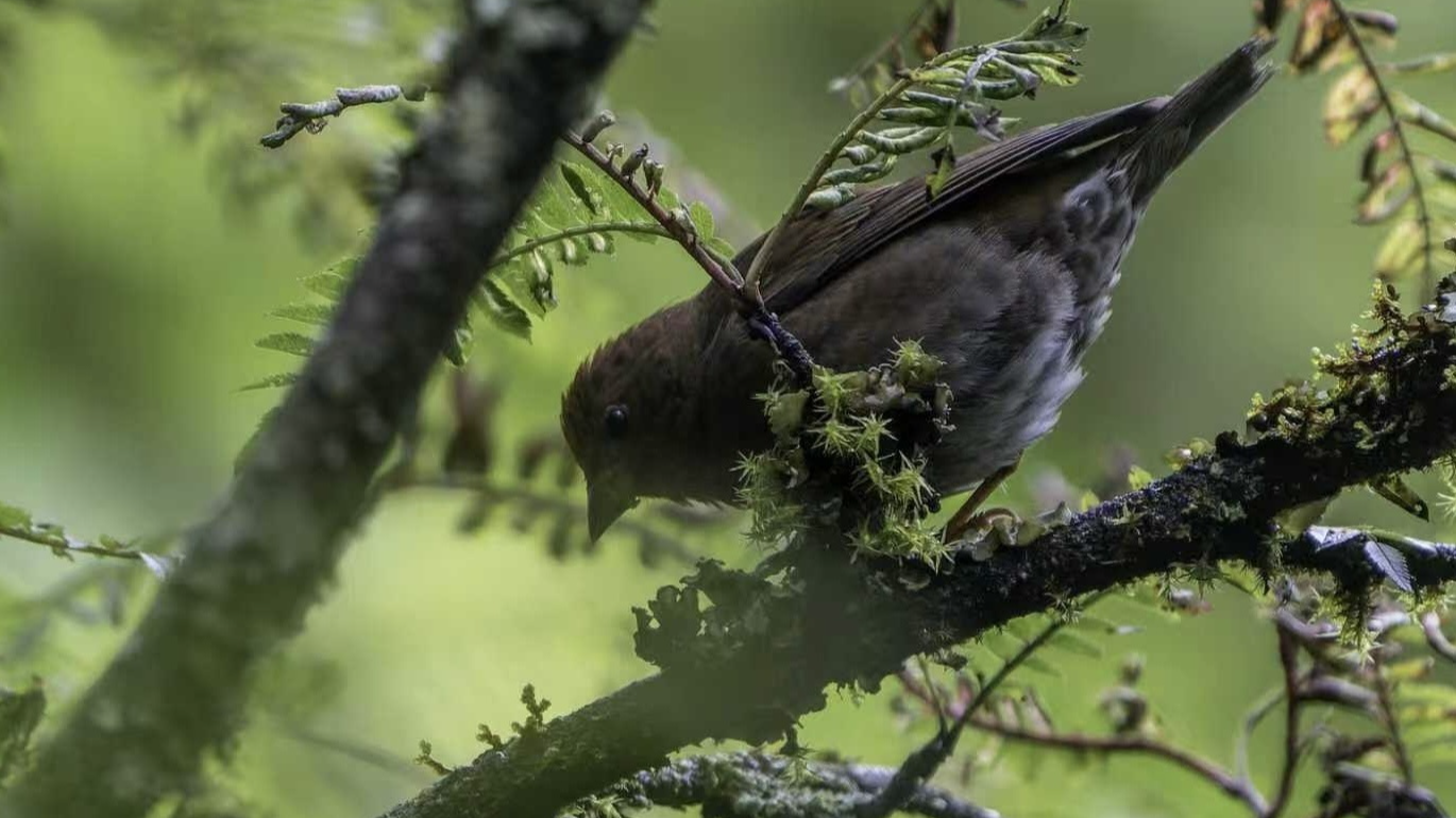 新增鸟类记录20种 成都市2025年度繁殖鸟类调查结果公布