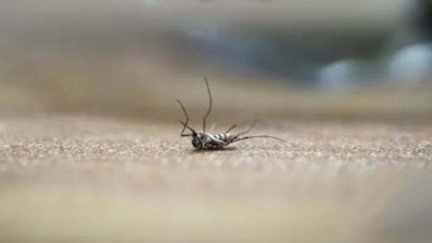 秋蚊猛如虎 蚊媒传染病莫大意 收下这份科学防蚊指南→