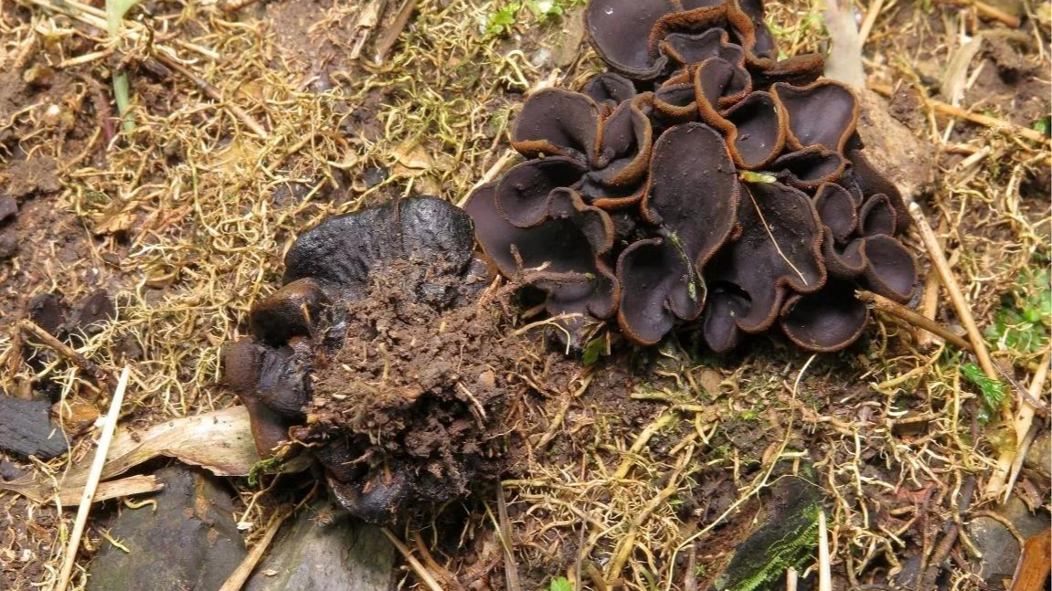 广西发现大型真菌新物种花坪暗盘菌