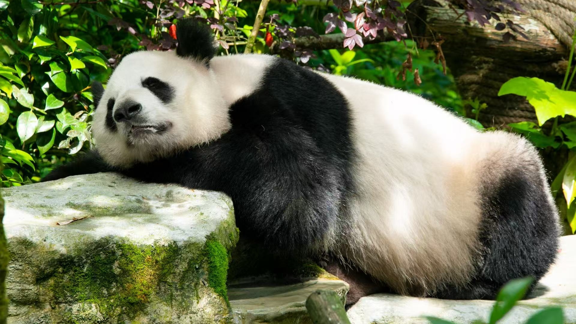 青城山都江堰、熊猫谷等景区最新公告：将临时闭园、限制游客进入