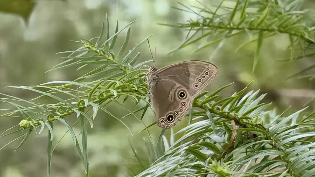 名字烫嘴！四川有“娜嘎黛眼蝶”了，生物基因库再添新成员！