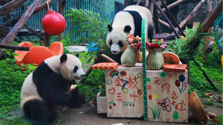 9月下旬，大熊猫姐妹花“萌宝”“萌玉”将从北京返回四川