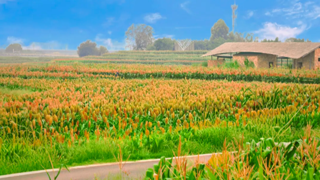 成都公交开通“红高粱接驳线”，带你解锁限定版“莫奈花园”之旅！