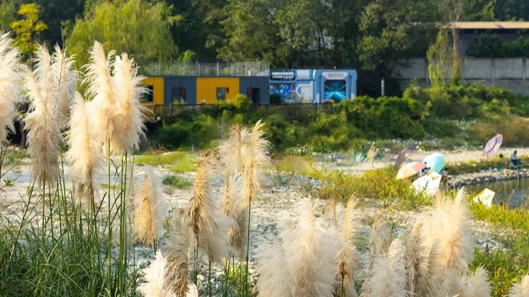 成都人朋友圈爆火的秋日限定美景，抓紧时间去看！
