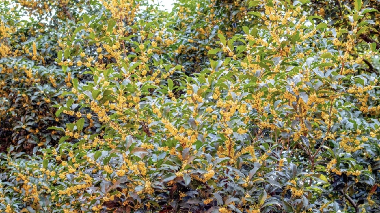 “pong香！”成都桂花开了，不过这类体质最好远离…