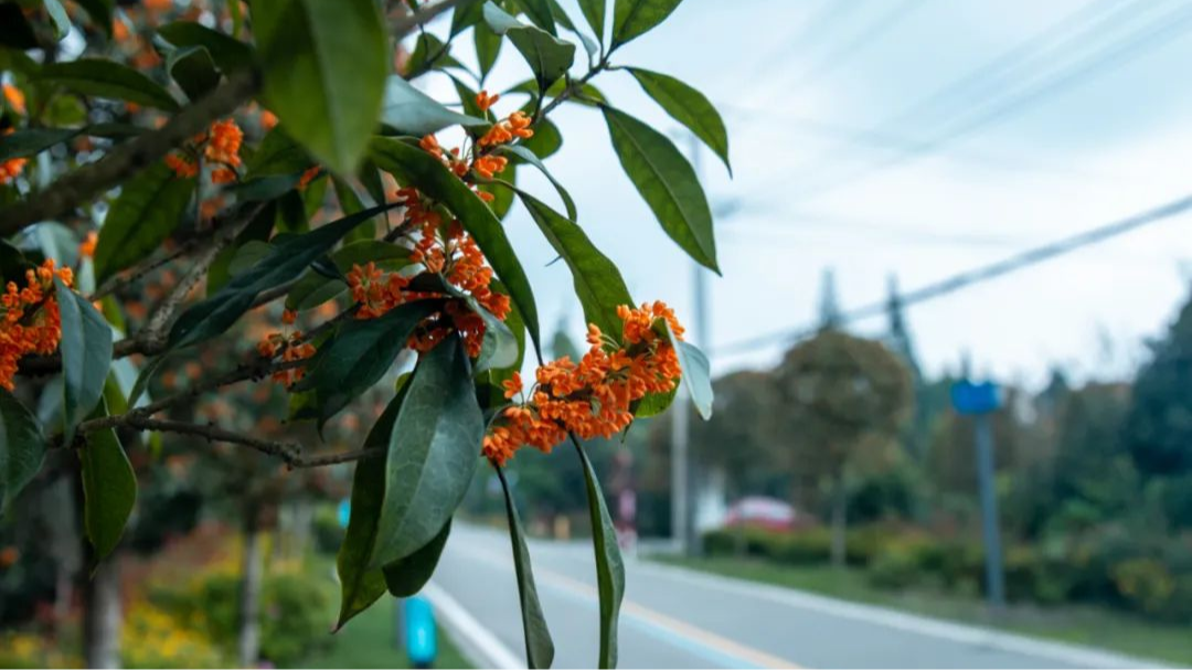 高温退场，秋凉上线！成都的35℃，明年见！