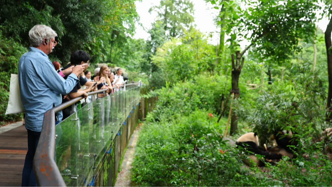 为什么人人都爱金熊猫