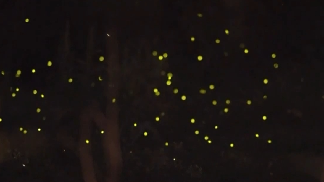 网传萤火虫濒临灭绝是真的吗？邛崃天台山萤火虫点亮“夜经济”