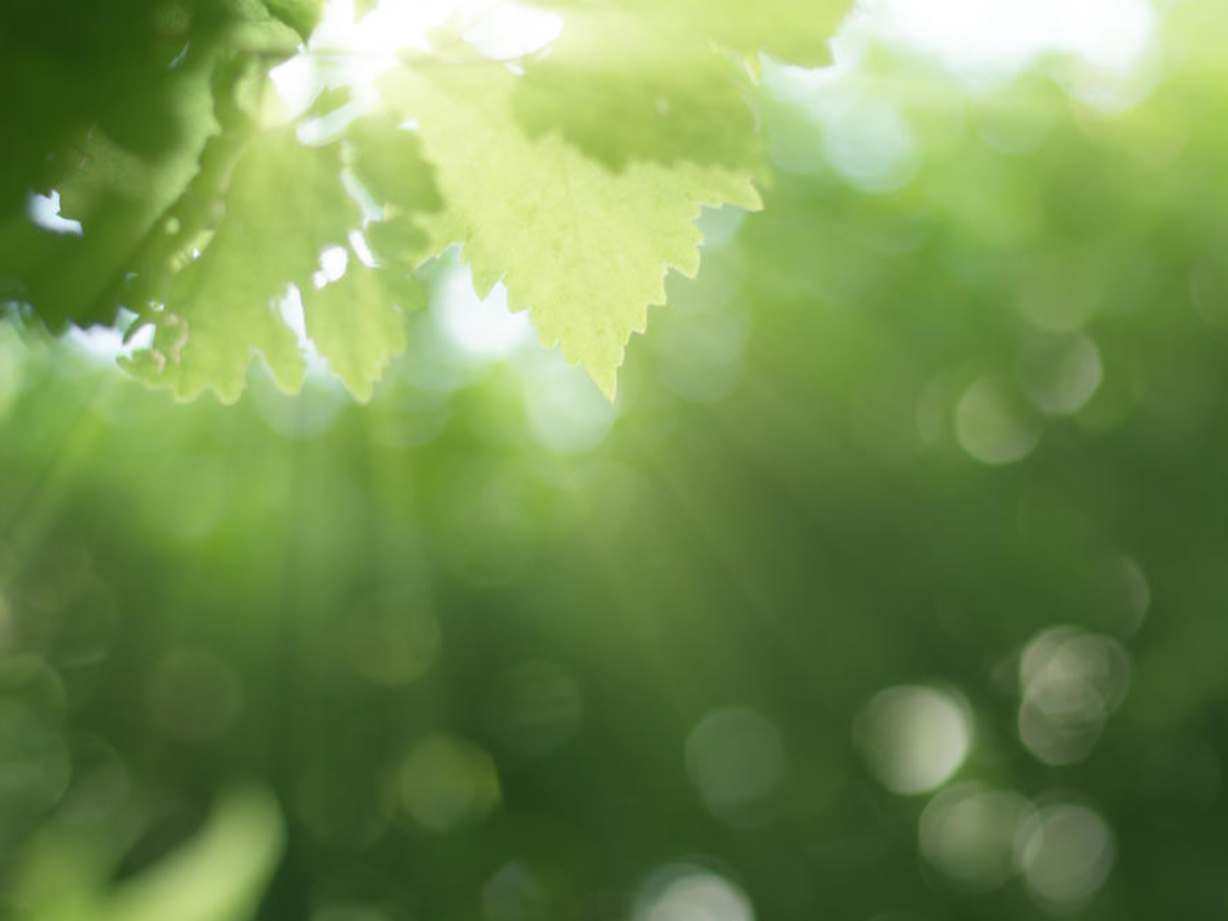 2024年全国碳市场交易额创开市新高