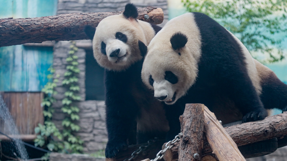 北京动物园大熊猫“萌宝”“萌玉”抵川，“吉年”“福将”到京