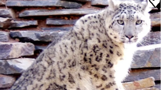 西宁野生动物园通报一雪豹逃匿