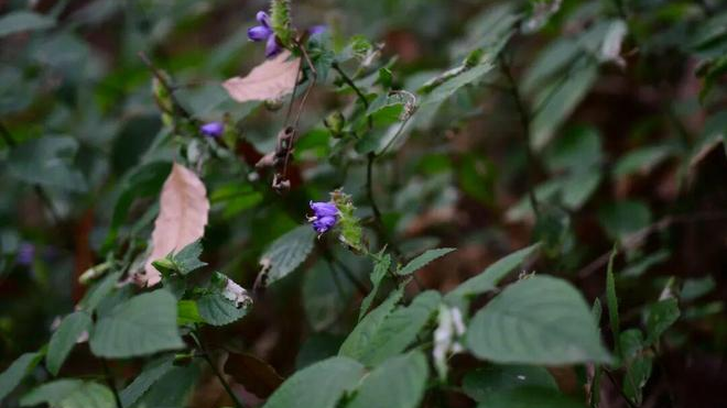 近10年追踪！成都龙泉山又发现新物种