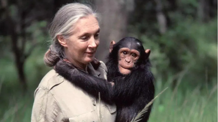 著名灵长类动物学家珍·古道尔去世