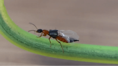 千万不要拍！近期“飞行的硫酸”活跃，有人差点“毁容”
