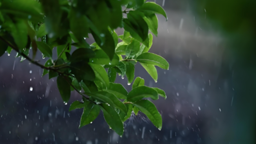 节后天气大转折！未来三天，成都将上演一场“降温降雨”连续剧