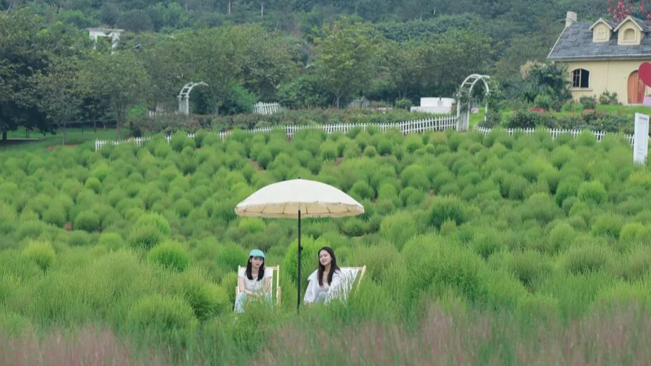 视频｜在成都拍到了“绿野仙踪” 超治愈的地肤草打卡地来啦