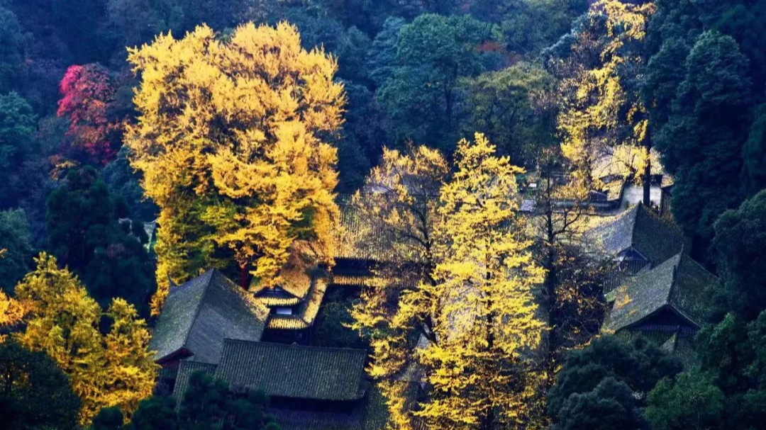 美了千年！成都这棵1900岁银杏树入选国家协同保护名录