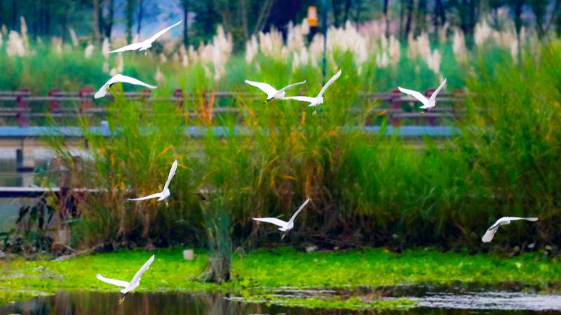 市场监管总局批准发布我国首部宜居城市国家标准