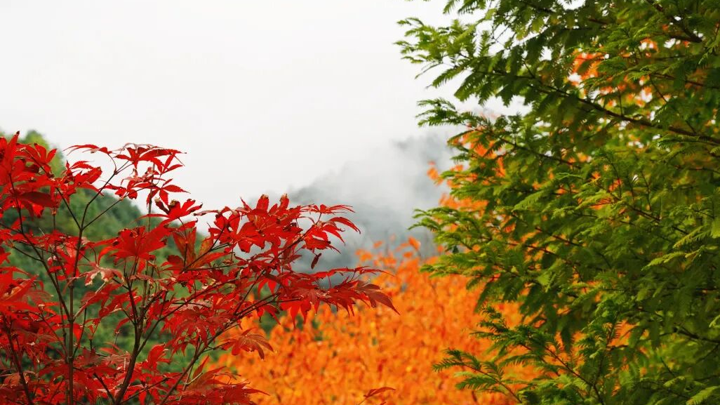 免门票！等你来看一年一次的绝美秋色
