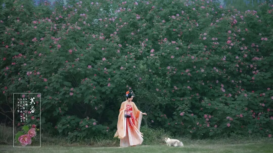 进入盛放期！成都必打卡的芙蓉花海，就在这些宝藏地点