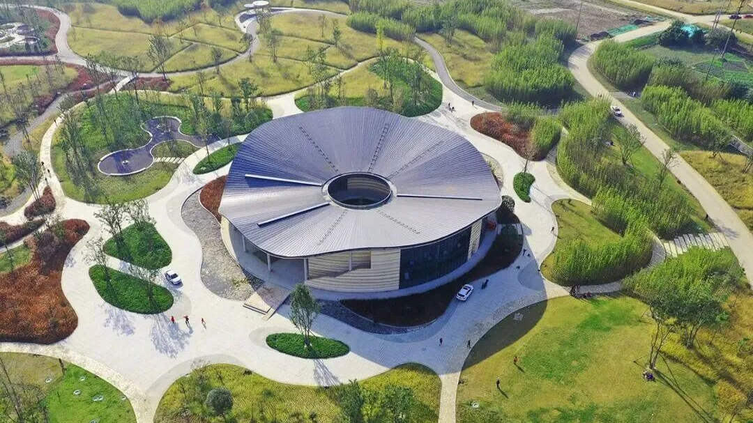 梧桐叶开始黄了 黄槐花也进入盛放期…这份攻略带你玩转秋日青龙湖