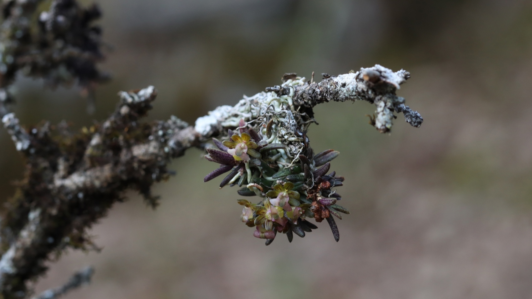 四川发现植物新种！