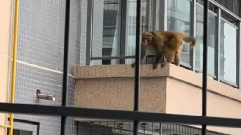 广西南宁一小区遭“猴哥”造访 消防：抓了一天也没抓到，只能驱离