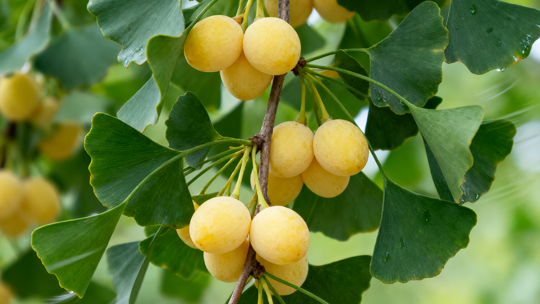 满地都是银杏果 但千万别乱吃