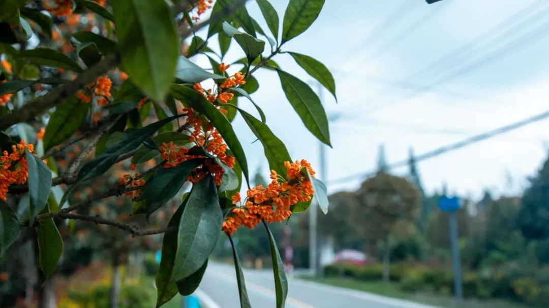 成都桂花咋又双叒开了？专家解密→ 