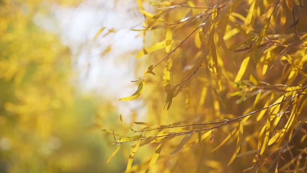 助力人工造林 我国首次实现胡杨苗雌雄鉴定