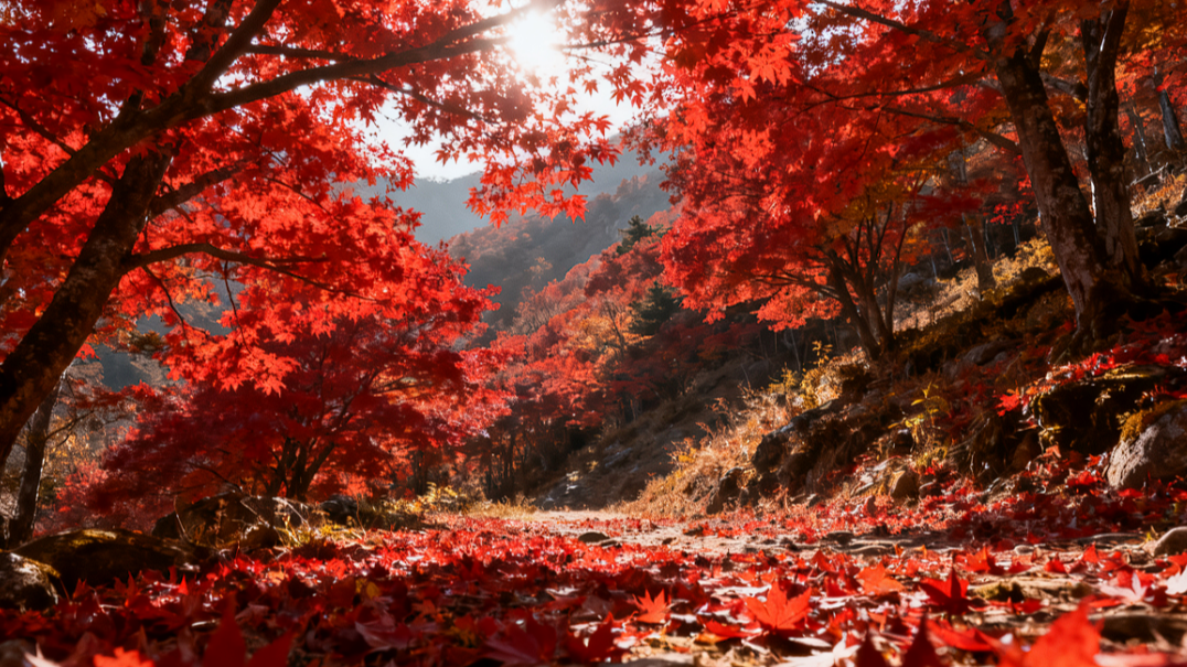全国赏红叶地图出炉，十大观赏地带你体验不同秋色