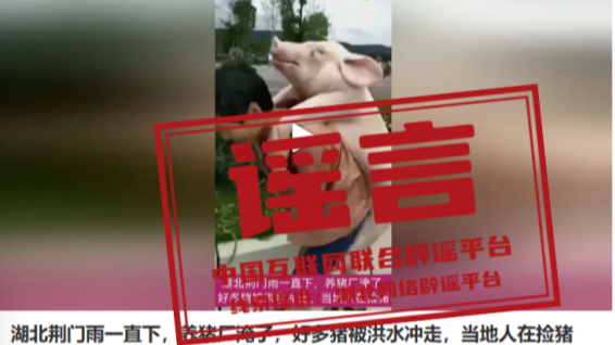 “养猪场被淹”“猪瘟暴发”系谣言——今日辟谣（2025年10月24日）