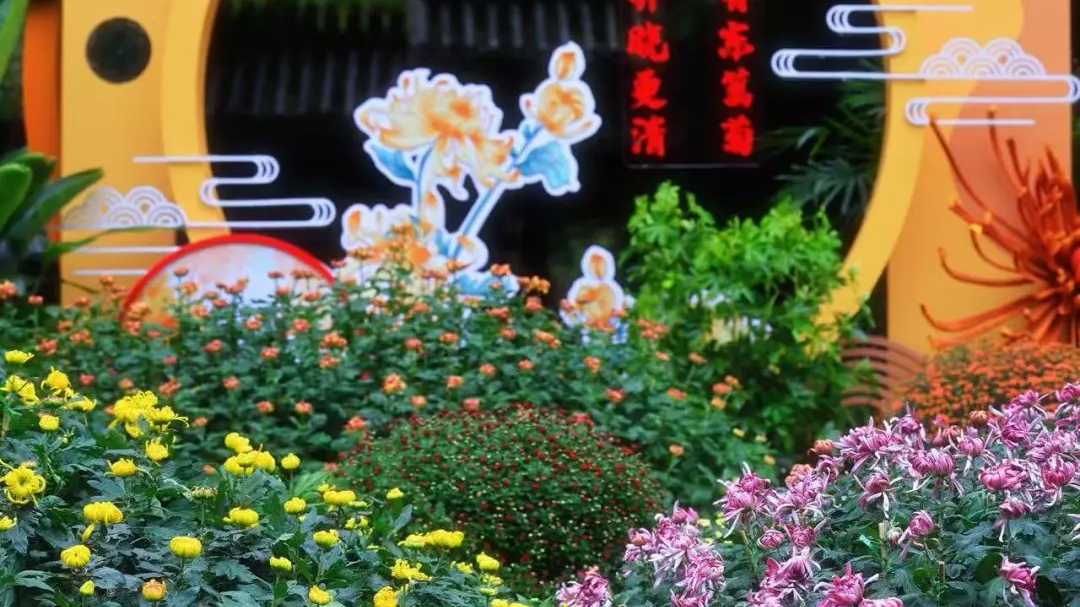 美到犯规！成都“秋日限定”赏菊活动上线