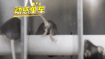 4只小鼠“航天员”要上天了，“魔鬼”训练画面曝光
