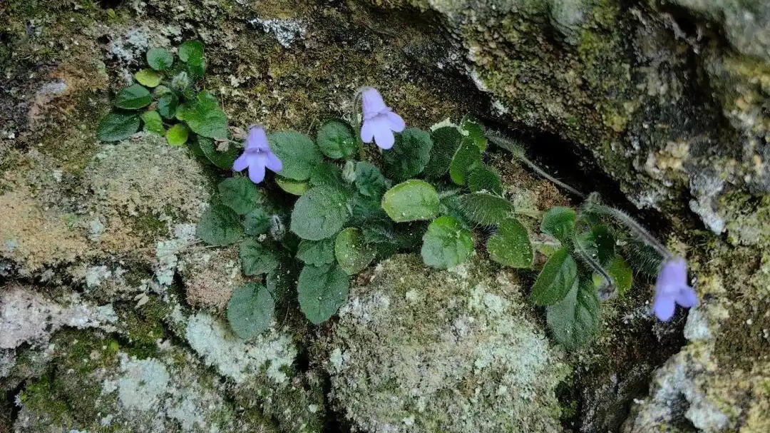 生长在湿润石灰岩崖壁中 成都发现植物新种彭州石蝴蝶