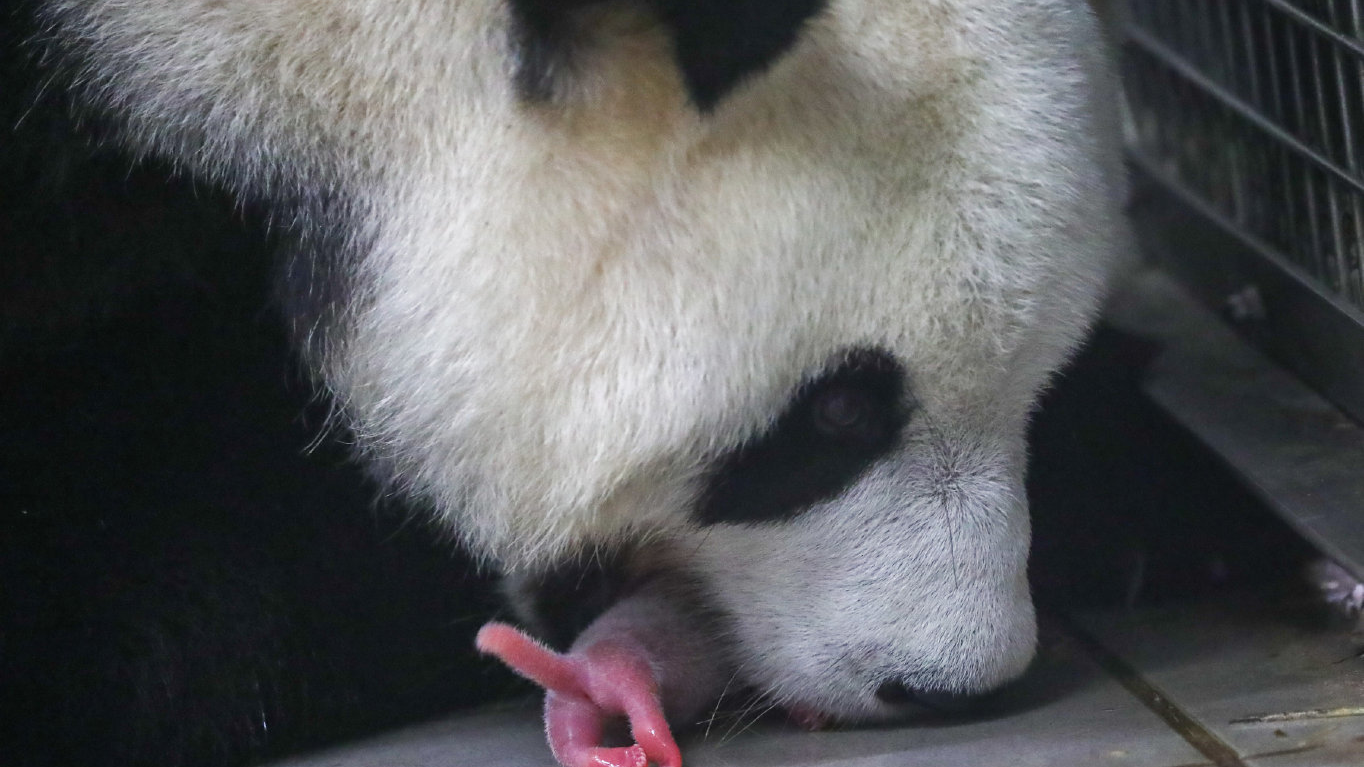 因健康原因，旅比大熊猫“好好”将于12月接返回国