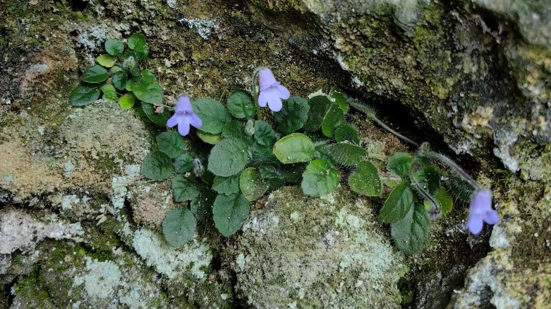 成都发现新物种！是紫色的“山精灵”