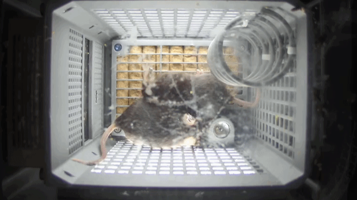 4只小鼠“入住”空间站！状态良好