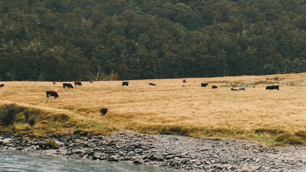 中国公民持有效澳大利亚签证今起可免签入境新西兰