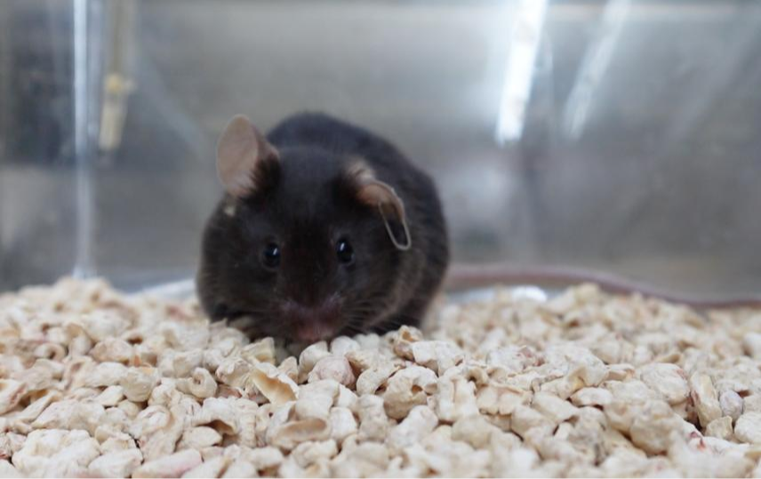 为4只“太空小鼠”取名，网友：从从、容容、游刃、有余…