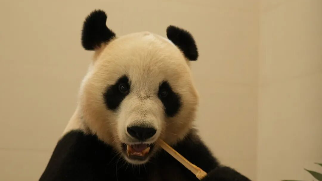 “草草”“银柯”等13只大熊猫入住，中国大熊猫保护研究中心绵阳基地投入试运行